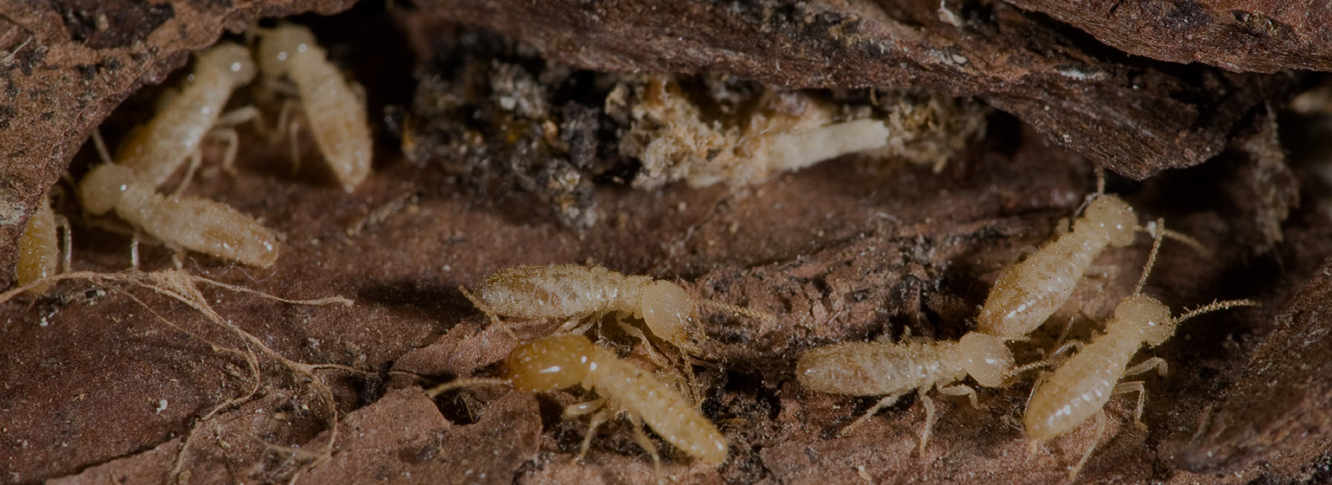 Unified Services Pest Control Warranty